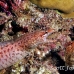 eel_moray_barredfin_nus_h_0705_png1800.jpg